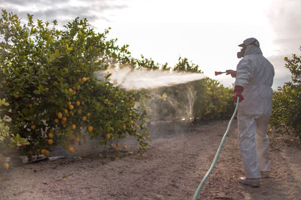 Best Ant Control Services  in Lake Elmo, MN
